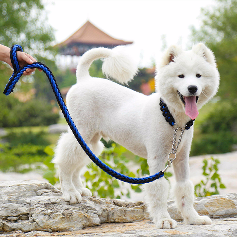съвети за подрязване на кучето си ноктите