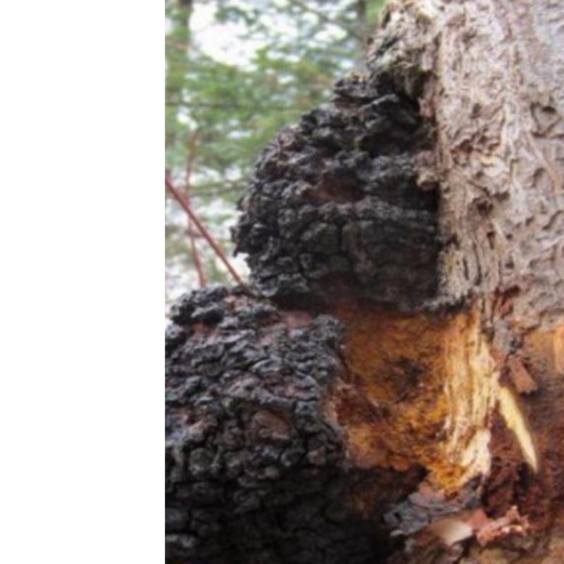 Chaga гъба inonotus obliquies здравеопазване добро състояние и допълнение