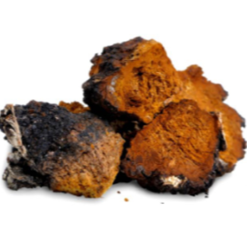 Chaga гъба inonotus obliquies здравеопазване добро състояние и допълнение