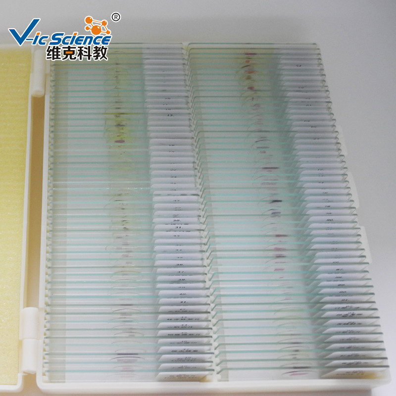 100pcs хистология подготвени слайдове комплект микроскоп приготвя слайдове в пластмасова кутия