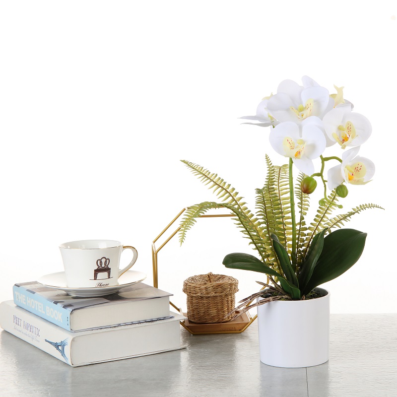 Фабрика директно захранваща орхидея в пот