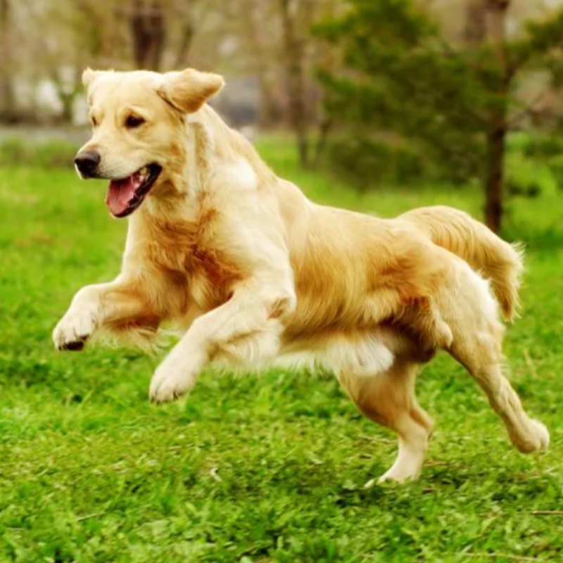 7 Основни команди, които кучето ви трябва да знае