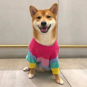 Производител персонализиран зимен памучен плетен котки палта пуловер за домашни любимци