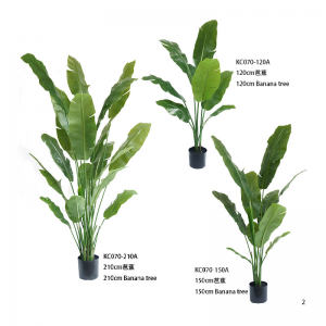 Бананово дърво